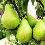 Саженец Груша Адмирал Жерве